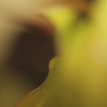 Photographie intitulée "Geyser" par Chantal Gagné, Œuvre d'art originale