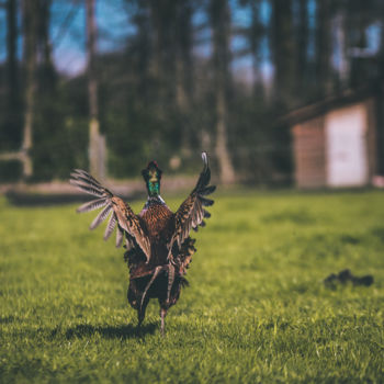 Fotografia intitulada "Pheasant" por Charlie, Obras de arte originais