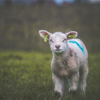 Fotografía titulada "Baby sheep" por Charlie, Obra de arte original