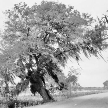 Photography titled "Bayou Winds" by Charlotte Daigle, Original Artwork, Digital Photography