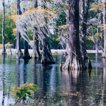 Photography titled "In Praise of Cypress" by Charlotte Daigle, Original Artwork, Digital Photography