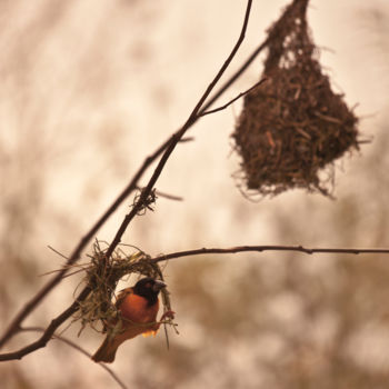 Fotografia zatytułowany „bird with nest” autorstwa Charlotte Lincoln, Oryginalna praca