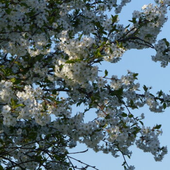 Photography titled "fleurs de cerisier…" by Charlotte Poncin, Original Artwork, Digital Photography