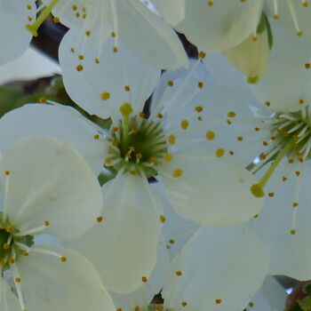 Photography titled "fleurs de cerisier 7" by Charlotte Poncin, Original Artwork, Digital Photography