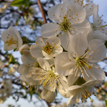 Fotografía titulada "fleurs de cerisier…" por Charlotte Poncin, Obra de arte original, Fotografía digital