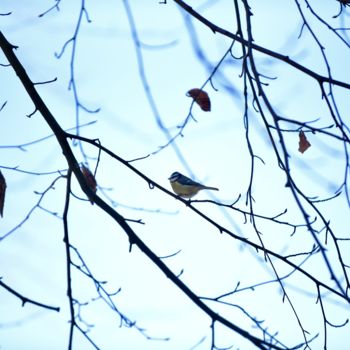 Photography titled "L'oiseau" by Charlotte Poumay, Original Artwork