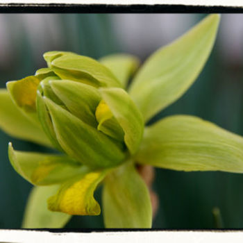 Daffodil 85