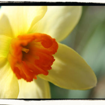 Daffodil 96