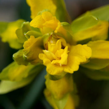 Daffodil 875