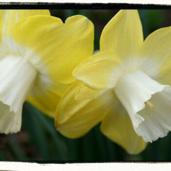 Daffodils 1517