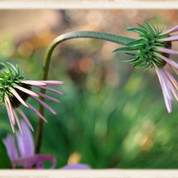 Echinacea 085