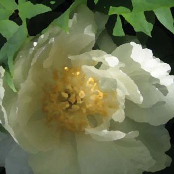 03 Peony 2