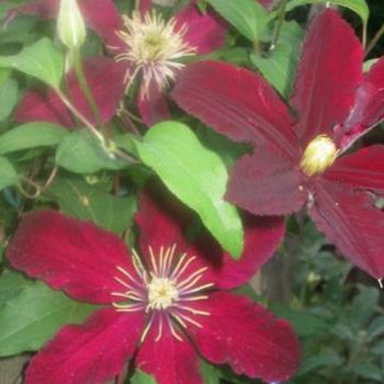 Clematis Grouping