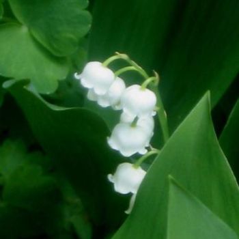 Lily Of The Valley 15