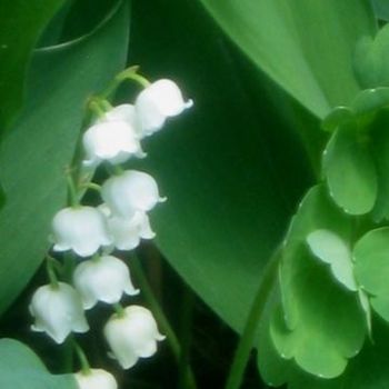 Lily Of The Valley 16