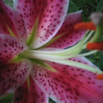 Lily With White Edges