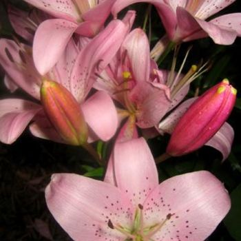 Pink Lilies 7