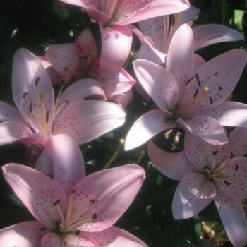 Pink Lilies 10