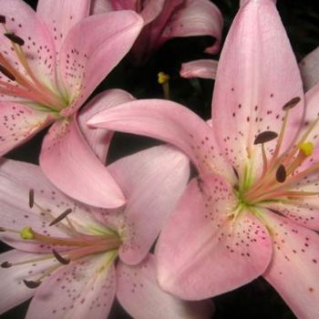 Pink Lilies 12