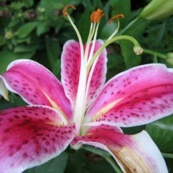 Reaching Up Lily