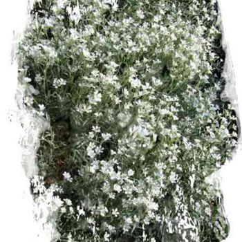 Fotografía titulada "little white flowers" por Richard Raveen Chester, Obra de arte original