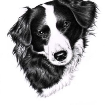 Painting titled "Border Collie Portr…" by Arts & Dogs, Original Artwork