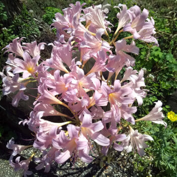 Fotografia intitolato "Light Pink Flowers" da China Alicia Rivera, Opera d'arte originale