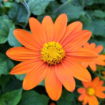 Fotografie getiteld "Orange Flower" door China Alicia Rivera, Origineel Kunstwerk