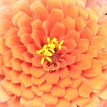 Fotografie getiteld "Orange Flower 002" door China Alicia Rivera, Origineel Kunstwerk, Niet gemanipuleerde fotografie