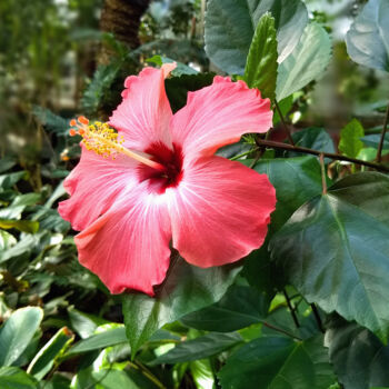 제목이 "Pink Flower 002"인 사진 China Alicia Rivera로, 원작, 조작되지 않은 사진