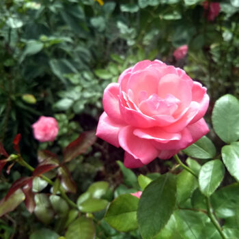 Photography titled "Pink Rose" by China Alicia Rivera, Original Artwork, Non Manipulated Photography