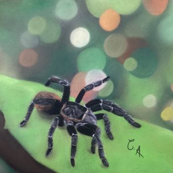 Drawing titled "Dessin d'une araign…" by Chloerine_art, Original Artwork, Pastel