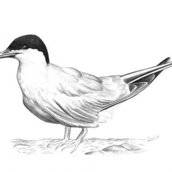 Drawing titled "Common tern" by Chloe Yzoard, Original Artwork, Other