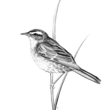 Drawing titled "Sedge warbler" by Chloe Yzoard, Original Artwork, Other