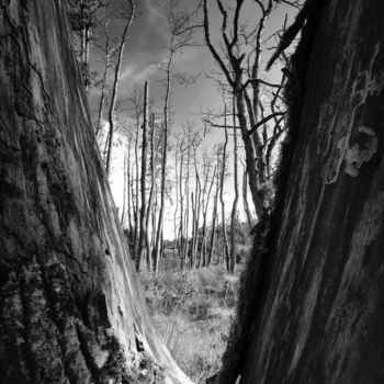 Photographie intitulée "Lost trees" par Christian Schwarz, Œuvre d'art originale, Photographie numérique