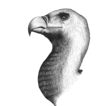 Drawing titled "eagle.jpeg" by Charles Rastoul, Original Artwork, Ballpoint pen