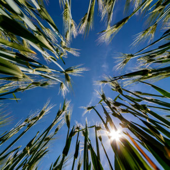 Fotografia intitolato "Gerste und Himmel" da Chris Schäfer, Opera d'arte originale, Fotografia digitale