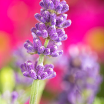 Fotografia intitulada "Lavendel - Makroauf…" por Chris Schäfer, Obras de arte originais, Fotografia digital