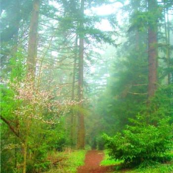Photographie intitulée "foggy forest photo" par Chris Lee, Œuvre d'art originale