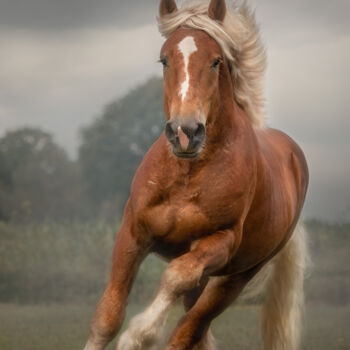 Fotografía titulada "Blondy" por Christa Merk, Obra de arte original, Fotografía digital