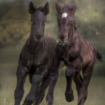 Fotografia zatytułowany „Drafthorse foals” autorstwa Christa Merk, Oryginalna praca, Fotografia cyfrowa