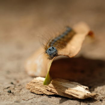 Photographie intitulée "La Chenille bleue" par Christac, Œuvre d'art originale, Photographie numérique