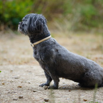 Photography titled "Bastet Canine" by Christac, Original Artwork, Digital Photography