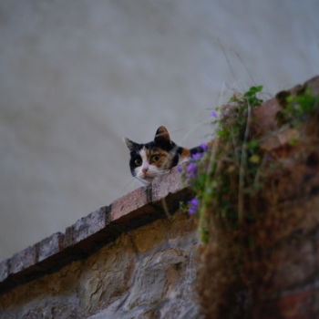 Photographie intitulée "La Sentinelle" par Christac, Œuvre d'art originale, Photographie numérique