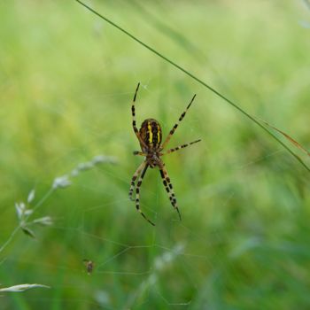 Photographie intitulée "La Chasseuse" par Christac, Œuvre d'art originale, Photographie numérique