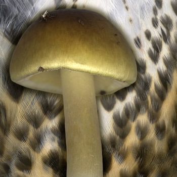 Arts numériques intitulée "champignon et plumes" par Christian Staebler, Œuvre d'art originale