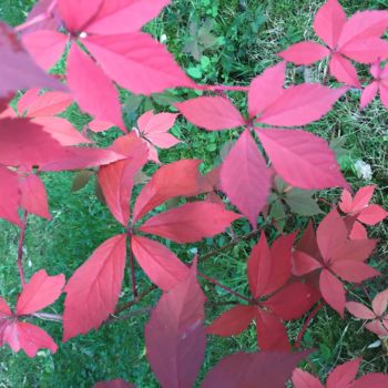 Fotografia zatytułowany „Herbstliche pracht” autorstwa Christine Stalder, Oryginalna praca