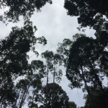 Photographie intitulée "Eucalyptus" par Christine Stalder, Œuvre d'art originale