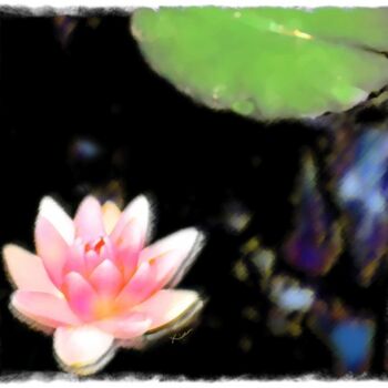 Water_Lily