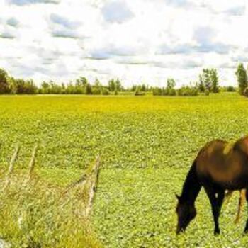 Repas champêtre en Montérégie